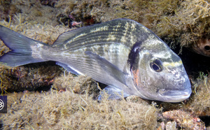 Dorade royale / Urata