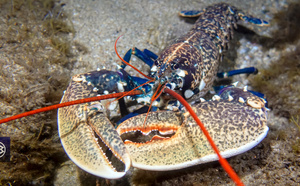 Espèces interdites à la pêche de loisir en Corse