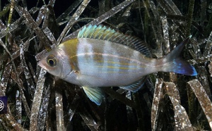 Dorade grise / Tannuda