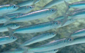 Sardine d’Europe / Sardina