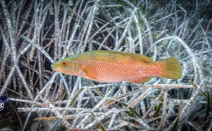 Labre vert / Tordulu