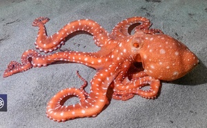 Poulpe tacheté