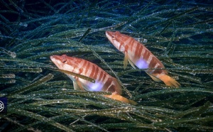 Serran-écriture / Parchja