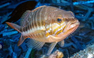 Serran-chèvre / Blasgiu