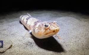 Poisson-lézard rayé