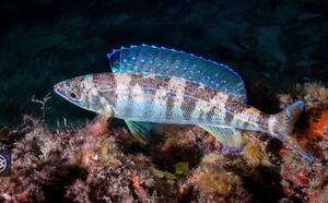 Picarel – Jarret / Zerru