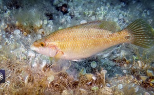 Crénilabre commun / Ciabatta