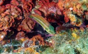 Crénilabre ocelé / Murzaghjolu