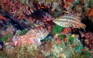 Crénilabre à cinq taches /Laghjoni verdu