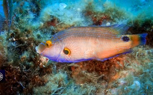 Crénilabre méditerranéen / Laghjoni chjaru