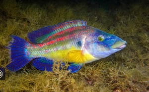 Crénilabre paon / Ciabattonu