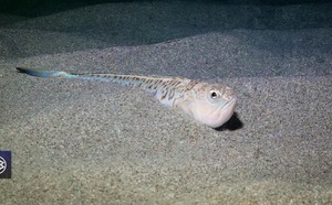 Grande vive / Aragna