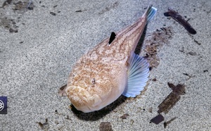 Uranoscope / Pesciu preti