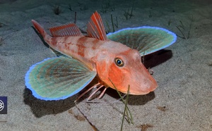 Grondin-perlon / Gallina di mari