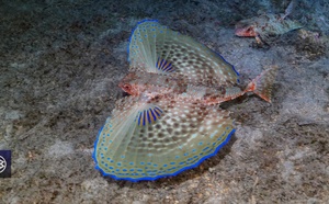 Grondin-volant / Rondula