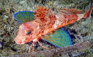 Grondin-strié / Galinetta rossa