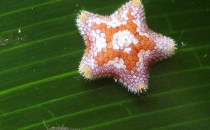 Echinodermes