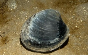 Mollusques bivalves