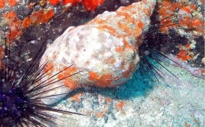 Mollusques gastéropodes