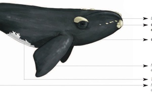 Cétacés - Mysticètes