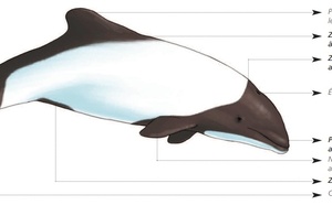  CÉTACÉS - ODONTOCÈTES - Delphinidés