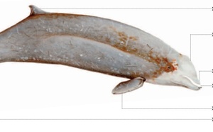 Cétacés - Odontocètes - Ziphidés