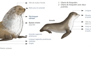 Cétacés - Pinnipèdes