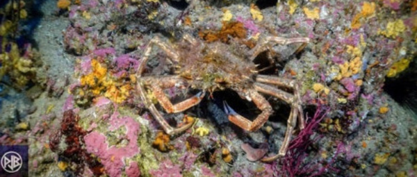 ARAIGNEE DE MER