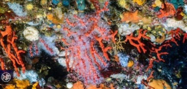 CORAIL ROUGE