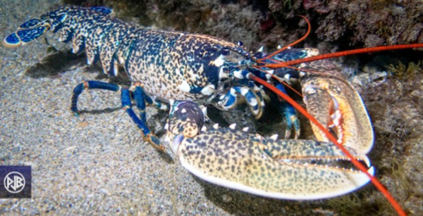 HOMARD