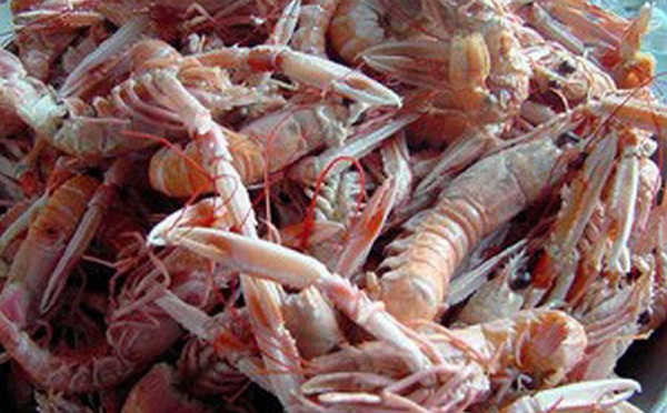 Langoustine / Langustina