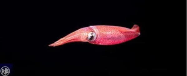 CALAMAR ROUGE 