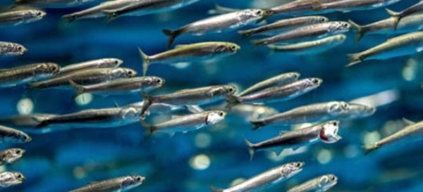 ANCHOIS