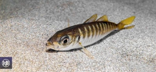CHINCHARD