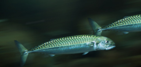 MAQUEREAUX