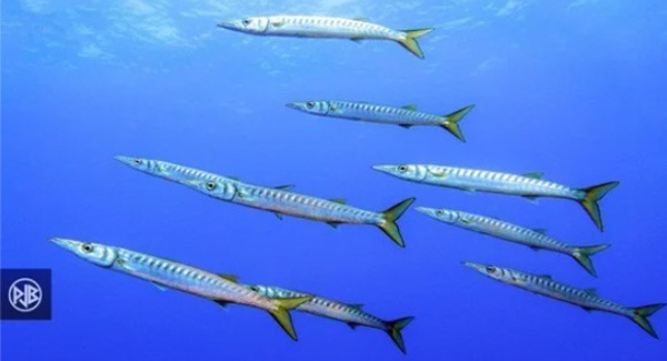 BARRACUDA / ALLUZU DI MARE