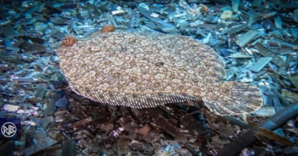 TURBOT
