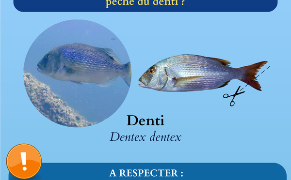 Règlementation du Denti en Corse