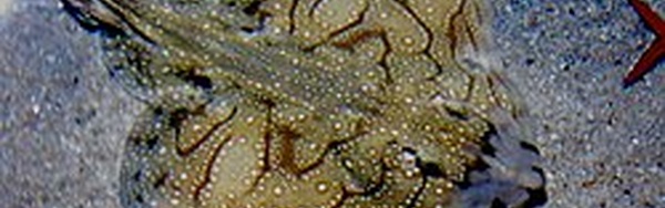 Raie brunette interdite en pêche de loisir