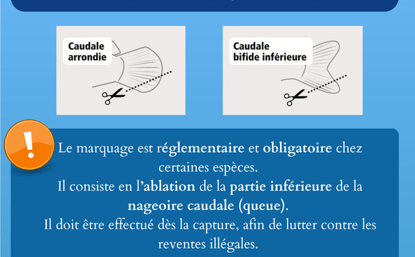 Marquage des captures effectuées dans le cadre de la pêche maritime de loisir