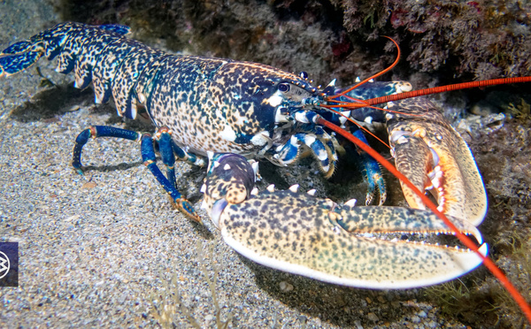 Espèces interdites à la pêche de loisir en Corse