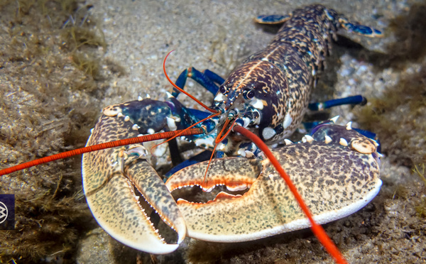 Espèces interdites à la pêche de loisir en Corse