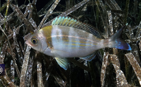 Dorade grise / Tannuda