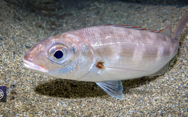 Pageot acarné / Muvrone