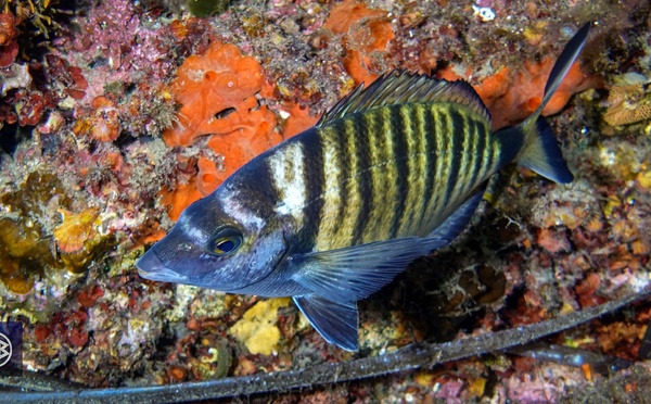 Sar à museau pointu / Zulla