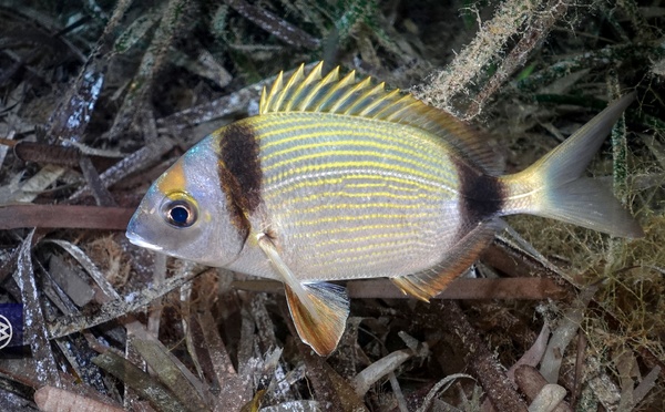 Sar à tête noire / Sant'Antonu
