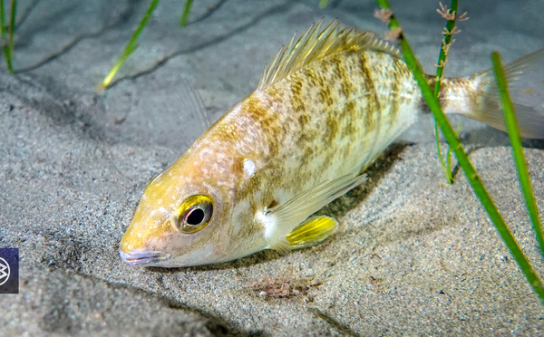 Sparaillon / Spirlettu