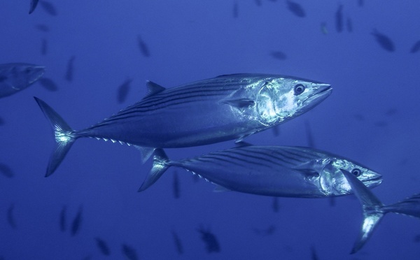 Bonite à dos rayé -  Pélamide / Bunita