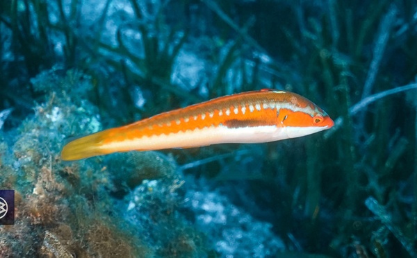 Girelle commune/ Signora