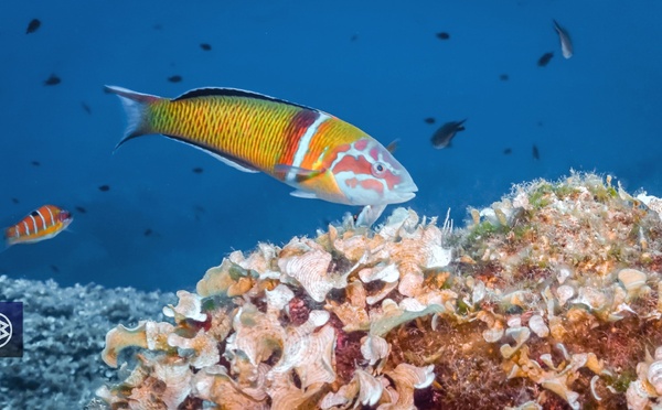 Girelle paon / Pappagallu